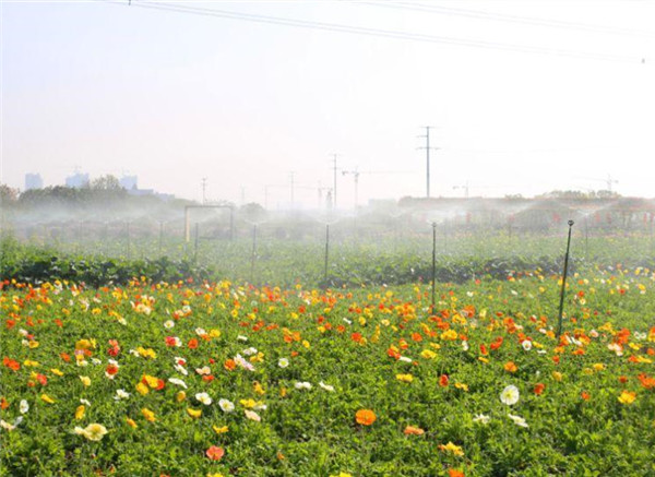 波斯菊基地實拍圖片