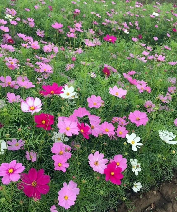 波斯菊基地實拍圖片