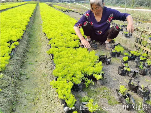 佛甲草基地實(shí)拍圖片