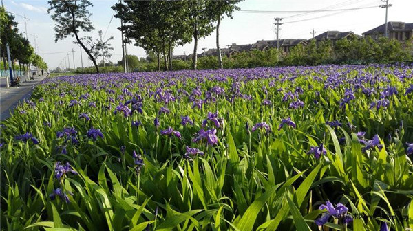 鳶尾基地實拍鳶尾圖片