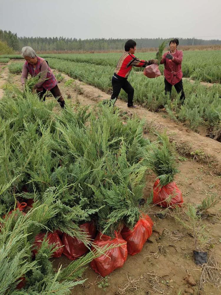 12月份能栽植鋪地柏嗎？