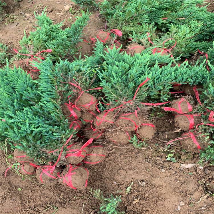 12月份能栽植鋪地柏嗎？