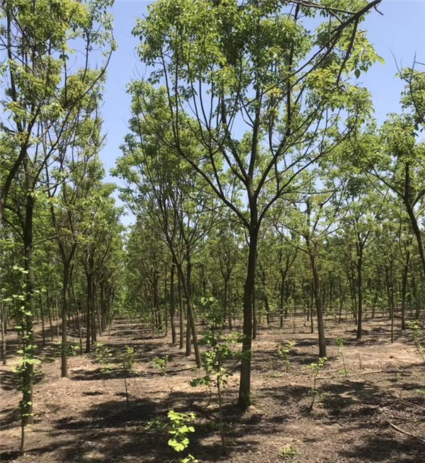 重陽木基地實拍圖