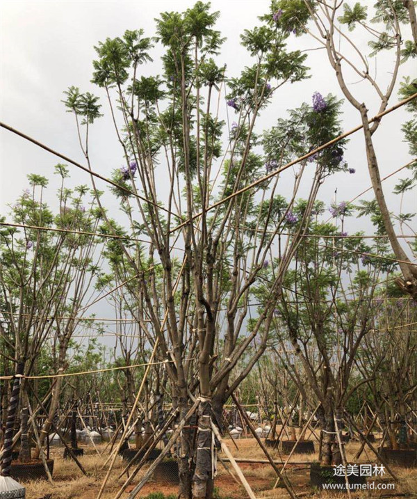 藍花楹行道樹圖片