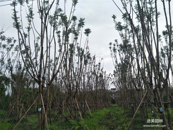 四川哪有種植批發彩葉樹的基地？