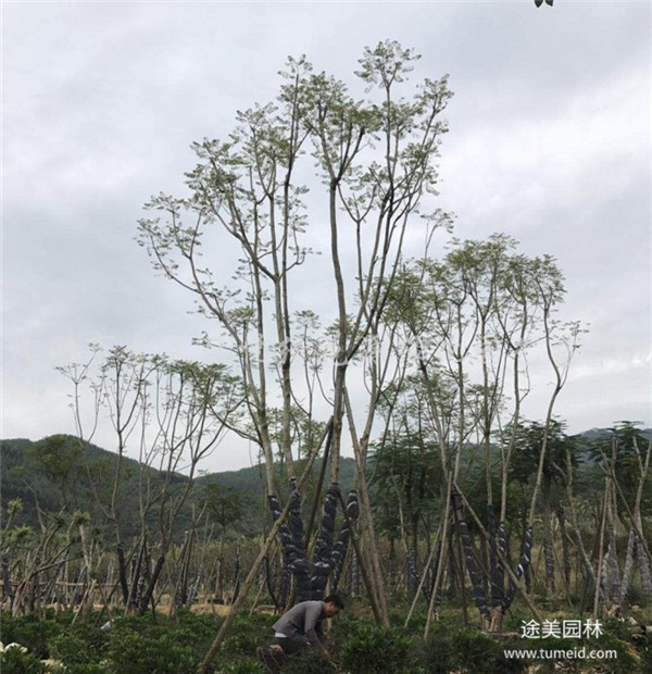 貴州叢生藍(lán)花楹基地圖片