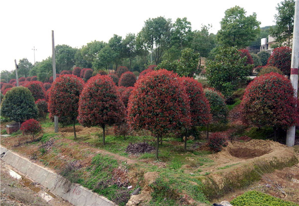 高桿紅葉石楠圖片