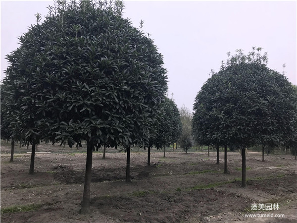 較有名的桂花樹基地，你一定不知道！