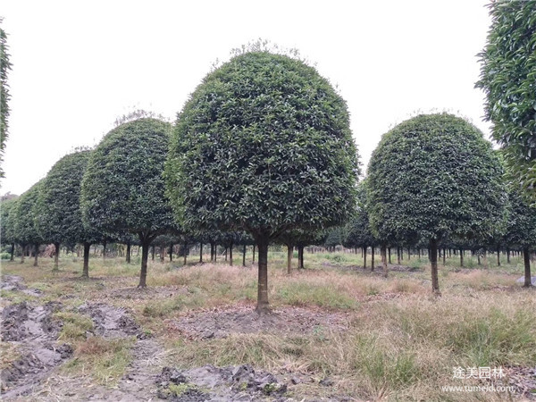 12月份種植桂花樹(shù)好嗎