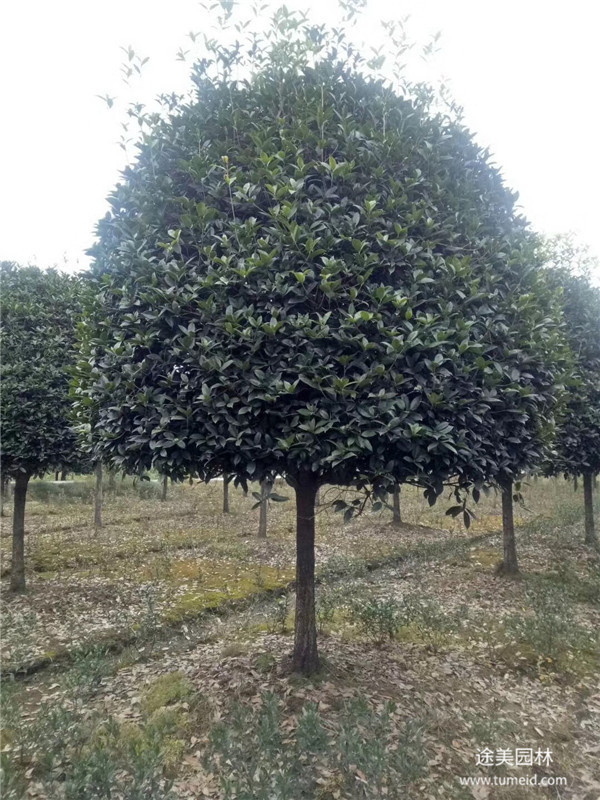 成都桂花樹基地實拍