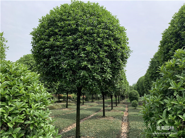 12月份種植桂花樹(shù)好嗎