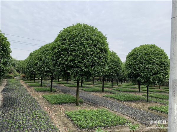 5公分桂花樹圖片