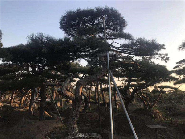 黑松基地實拍圖