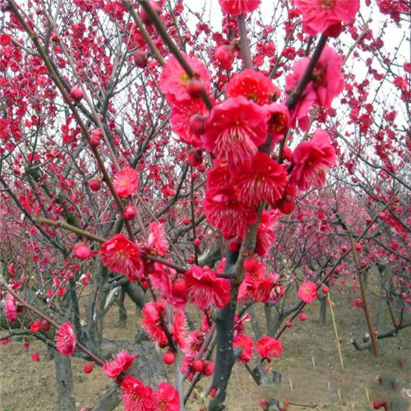 紅梅基地實拍圖片