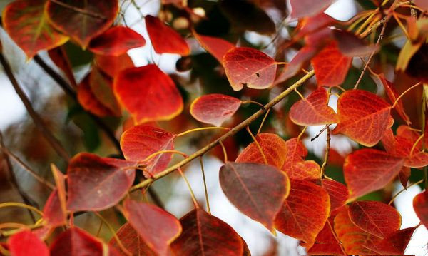 紅葉烏桕圖片