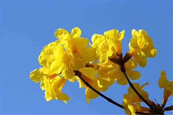 黃花風鈴木基地實拍圖片