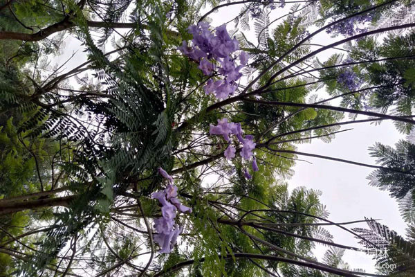 藍花楹開花了