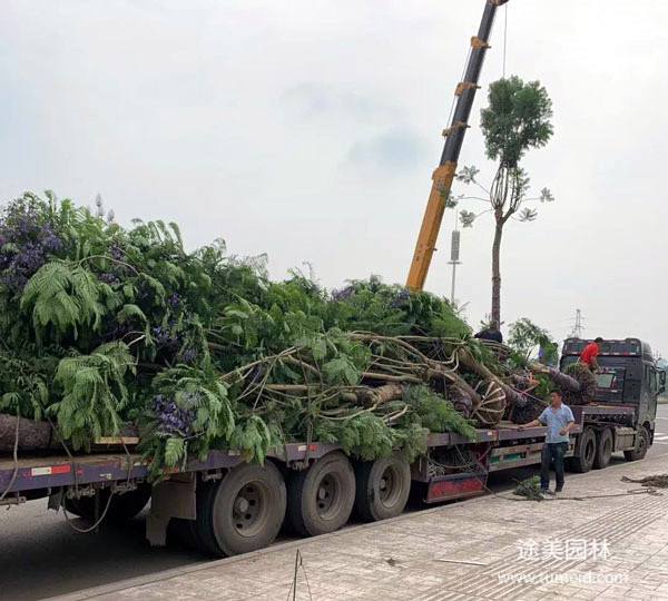 藍花楹裝車發貨圖片