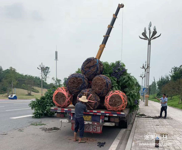 重慶藍花楹基地