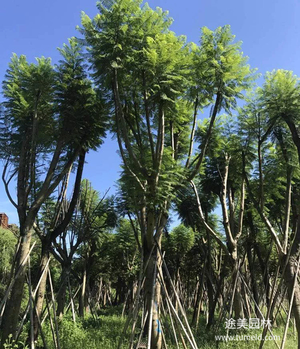 重慶藍花楹基地