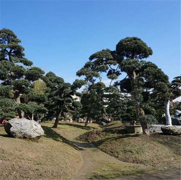 四川羅漢松基地實(shí)拍圖