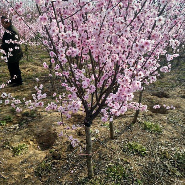 成都美人梅基地實拍圖