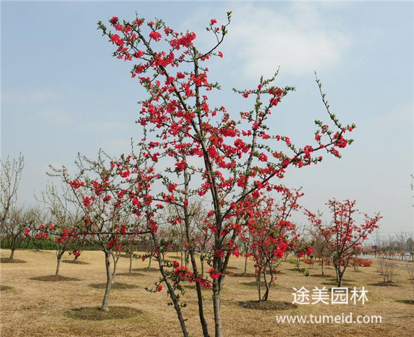 喬木，灌木、藤本、草本植物的區(qū)別