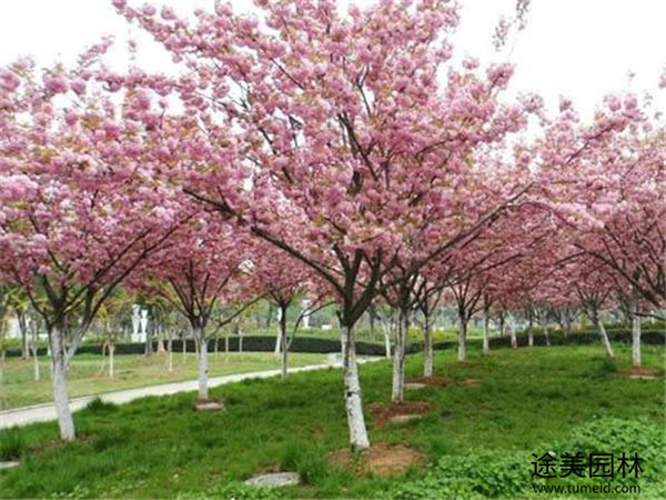 四川櫻花基地實拍圖