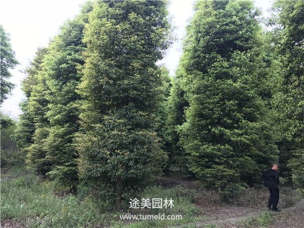 楨楠樹的種植繁殖方法【精】