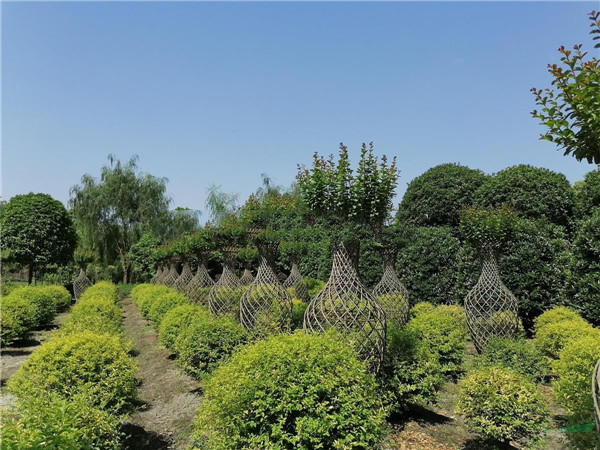 紫薇樹(shù)基地圖片