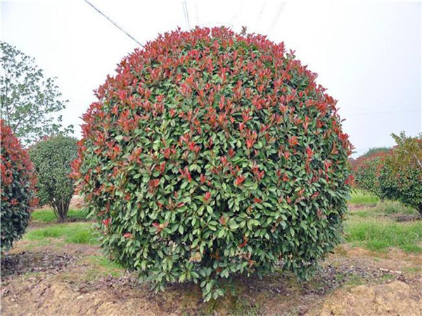 紅葉石楠球開花圖片