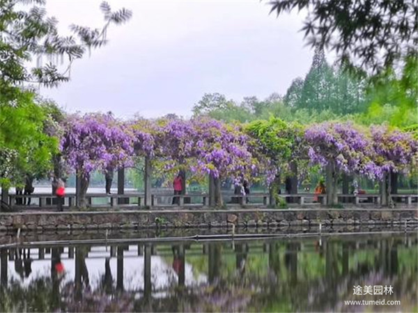 紫藤樹(shù)圖片