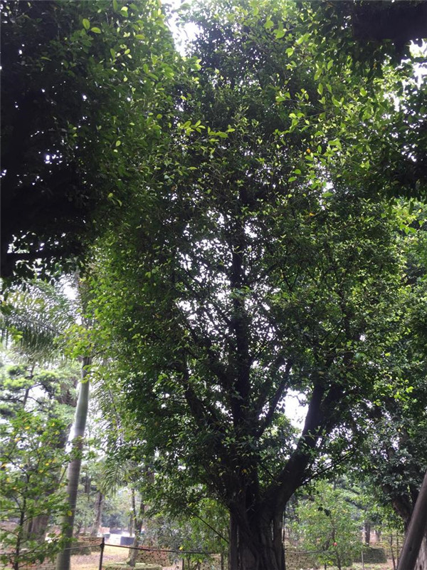 榕樹(shù)圖片