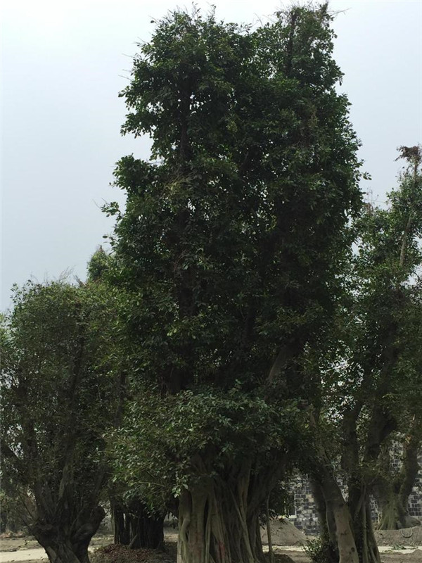 榕樹(shù)圖片